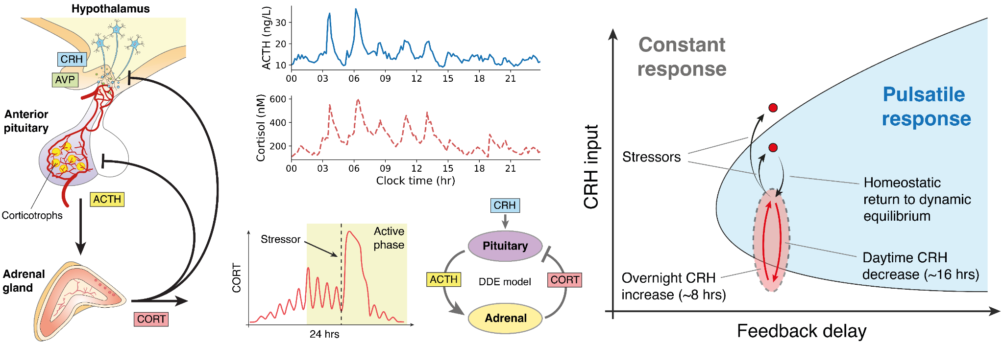 Scientific schematic illustrating hormonal dynamics